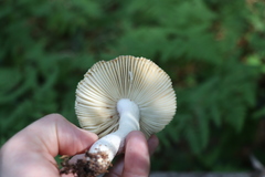 Russula turci