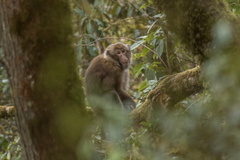 Arunachal Macaque photo 2
