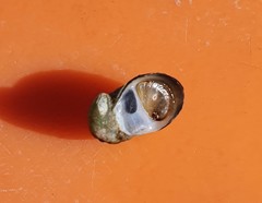 Theodoxus fluviatilis