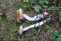 Cortinarius laniger