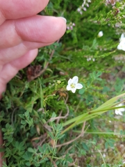 Spergula morisonii