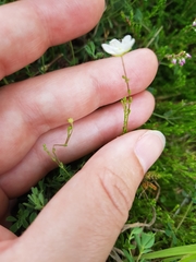 Spergula morisonii
