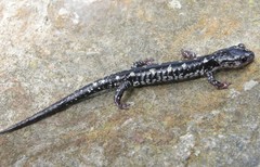 Plethodon fourchensis