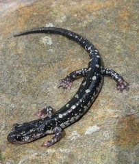 Plethodon fourchensis