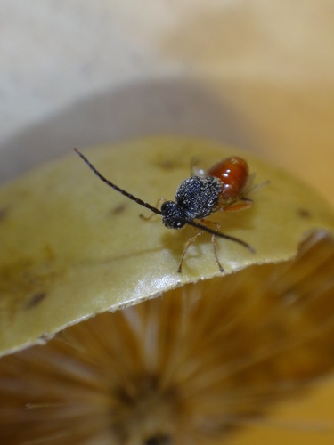 Larger Empty Oak Apple Wasp photo 4