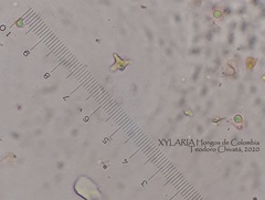 Tetrapyrgos nigripes