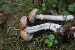 Cortinarius laniger