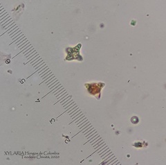 Tetrapyrgos nigripes