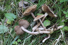 Inocybe acuta