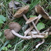 Inocybe acuta - Photo (c) Nina Filippova, some rights reserved (CC BY), uploaded by Nina Filippova