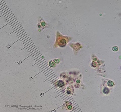 Tetrapyrgos nigripes