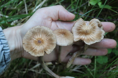 Inocybe acuta