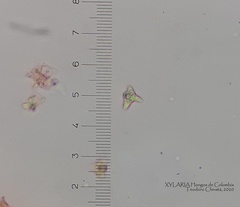 Tetrapyrgos nigripes