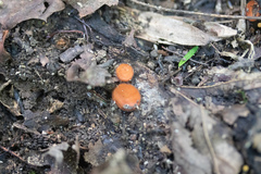 Scutellinia vitreola