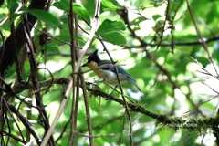 Machlolophus holsti
