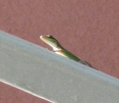 Anolis bimaculatus