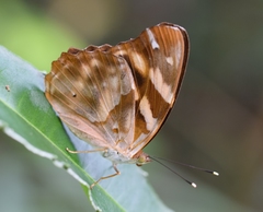 Herona marathus