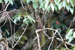 Tamiops maritimus formosanus