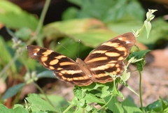 Herona marathus