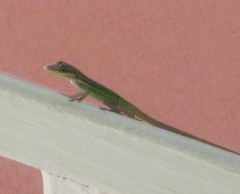 Anolis bimaculatus