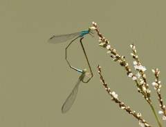 Pseudagrion williamsoni