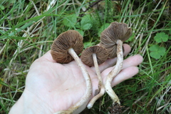 Inocybe acuta