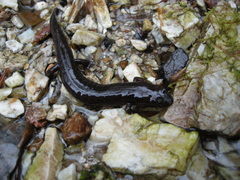 Desmognathus brimleyorum