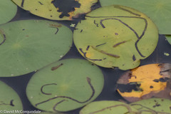 Polypedilum braseniae