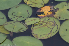 Polypedilum braseniae