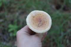 Pholiota mixta