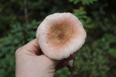 Russula turci