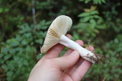 Russula turci