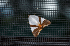 Eulepidotis rectimargo