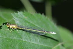 Enallagma antennatum