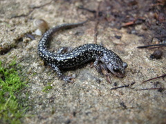 Plethodon caddoensis