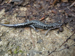 Plethodon caddoensis