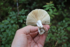 Russula turci