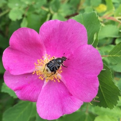 Trichiotinus assimilis