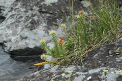 Rhodiola algida