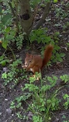 Sciurus vulgaris