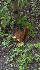 Sciurus vulgaris