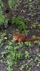 Sciurus vulgaris