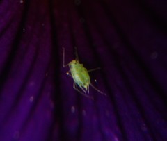 Aphidinae