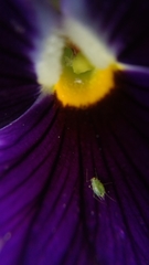 Aphidinae
