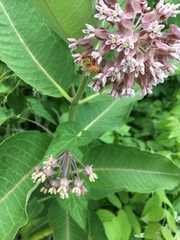 Asclepias syriaca