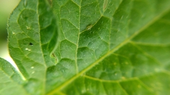 Aphidinae