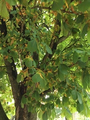 Phyllosticta sphaeropsoidea