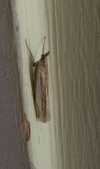 Crambus praefectellus