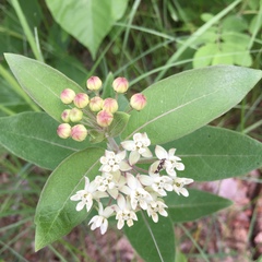Asclepias ovalifolia