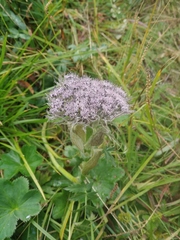 Sajanella monstrosa